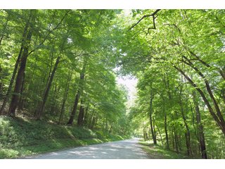Tract 12 - Timberland & Farmland in Noble County, OH - LAND AUCTION - 12,200+/- ACRES OFFERED IN 65 TRACTS IN NOBLE COUNTY, OHIO